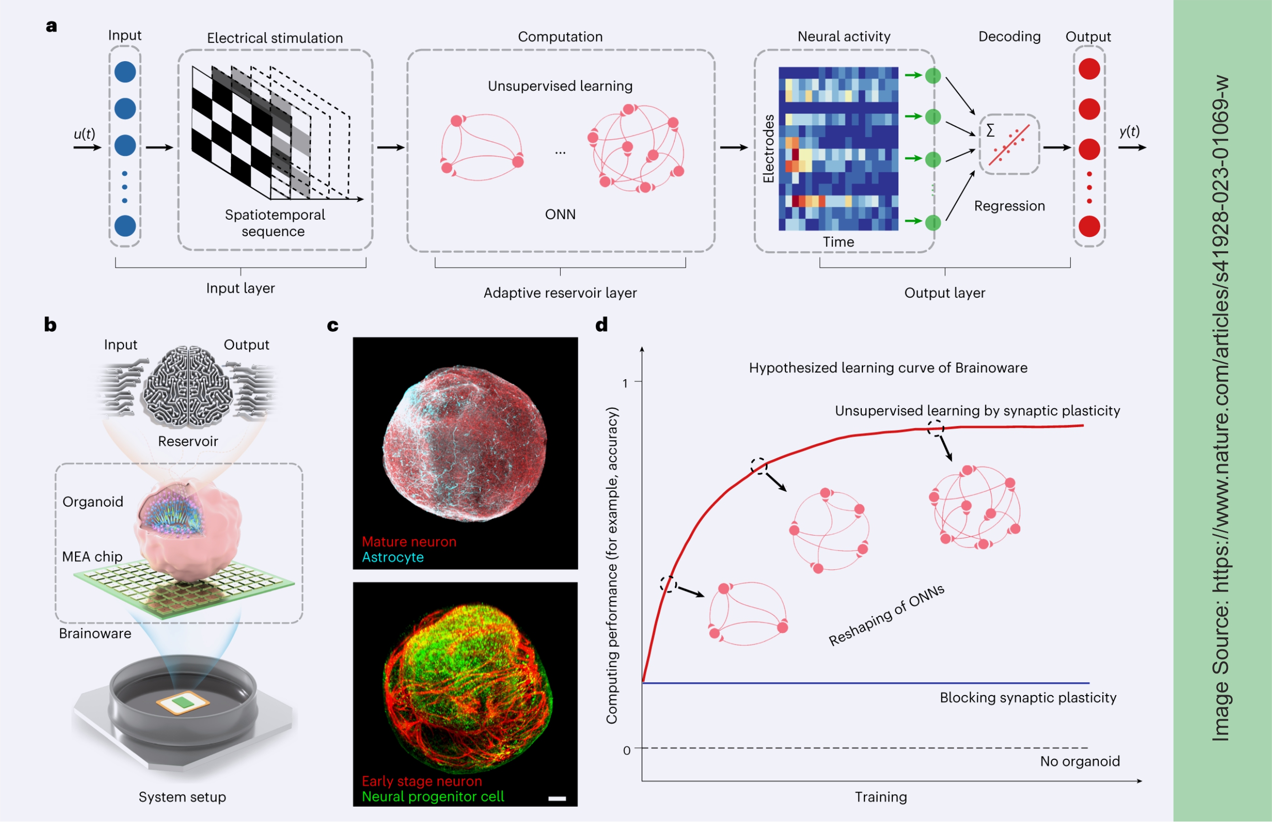 Organoid Neural Networks Organoid Neural Networks